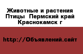 Животные и растения Птицы. Пермский край,Краснокамск г.